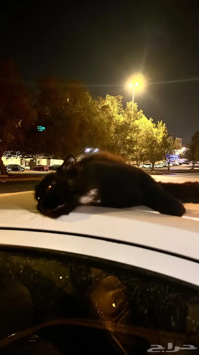 قطه للانقاذ مقابل كوفي ادم بالسامر 0