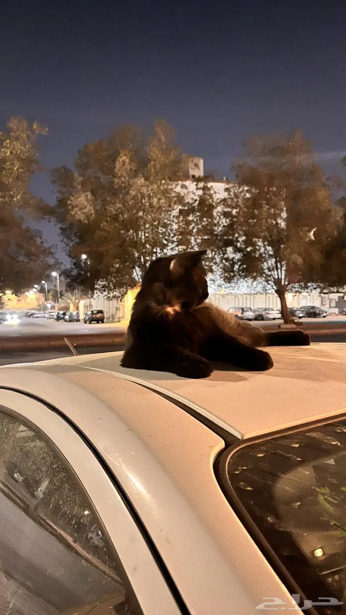 قطه للانقاذ مقابل كوفي ادم بالسامر 1