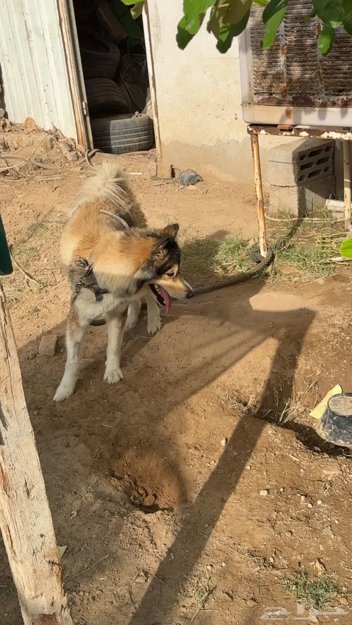 كلب هاسكي انثى للبيع 0