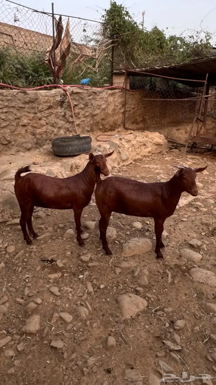 ماعز محايلي دهم فواخر 2