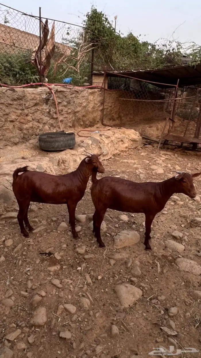 ماعز محايلي دهم فواخر 3
