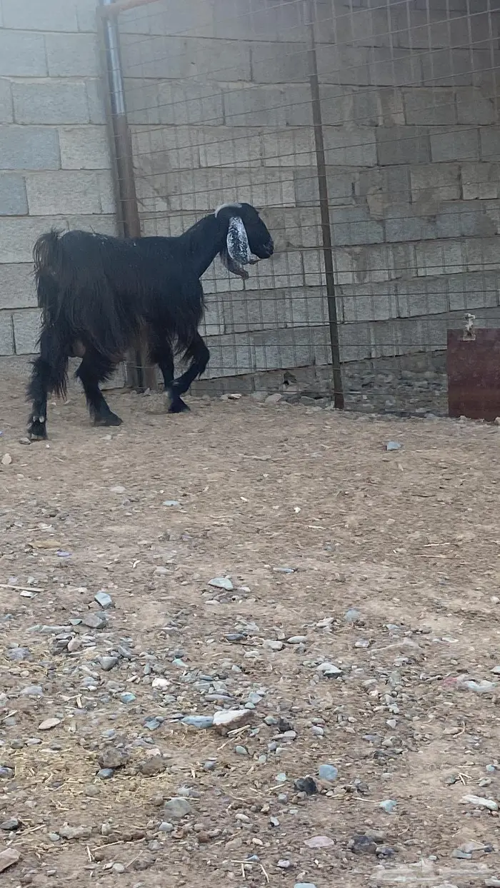 جفره حليب 2