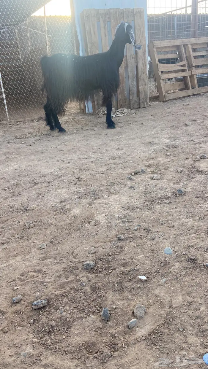 جفره حليب 6