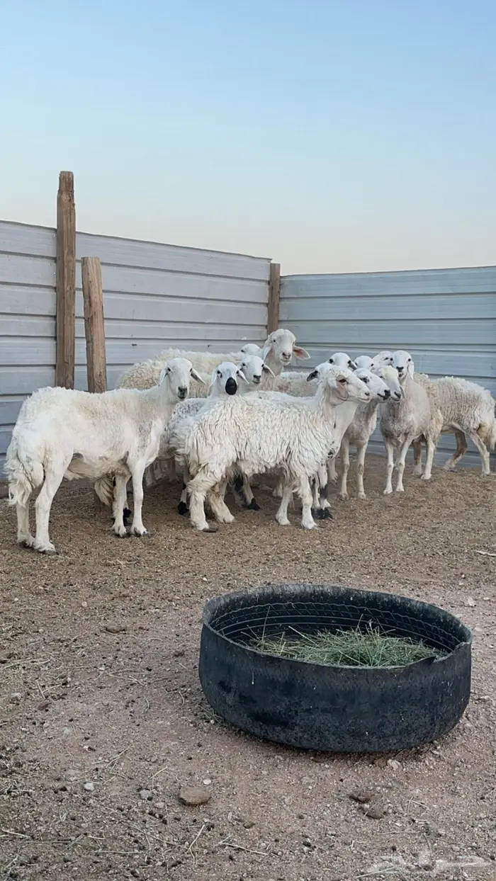 حريات دفيع للبيع 4