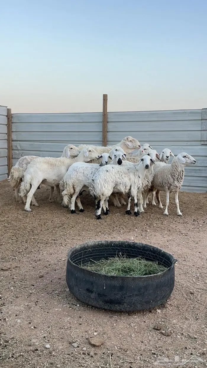 حريات دفيع للبيع 2