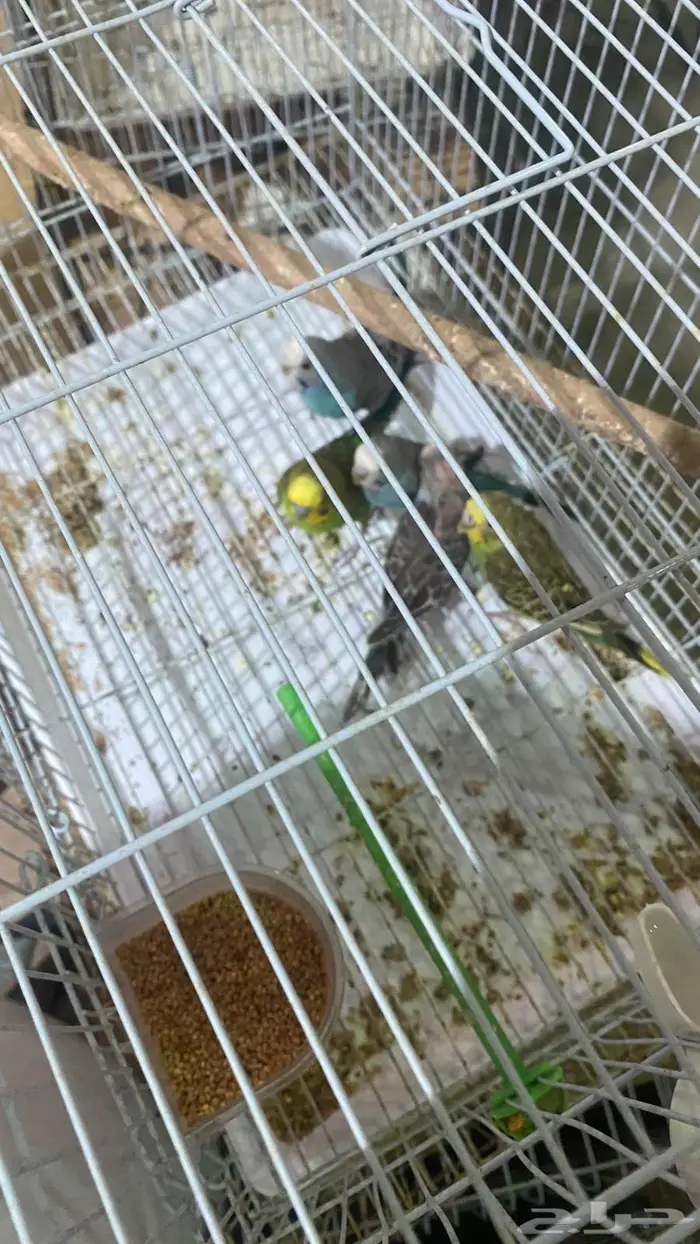 طيور حب 2