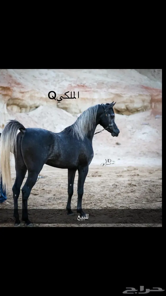 حصان واهو للبيع 1