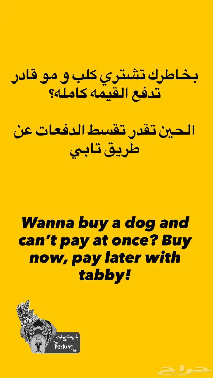 توي بودل انثى toy poodle 3