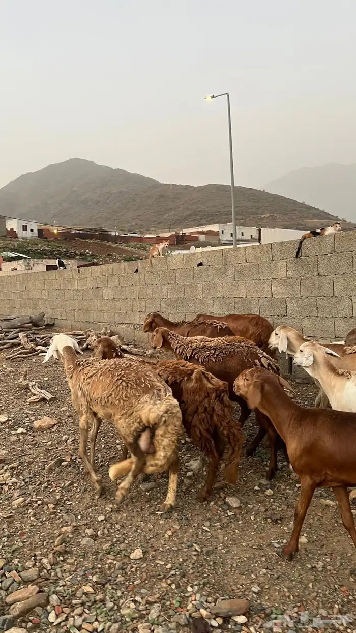 ضان سواكن 5