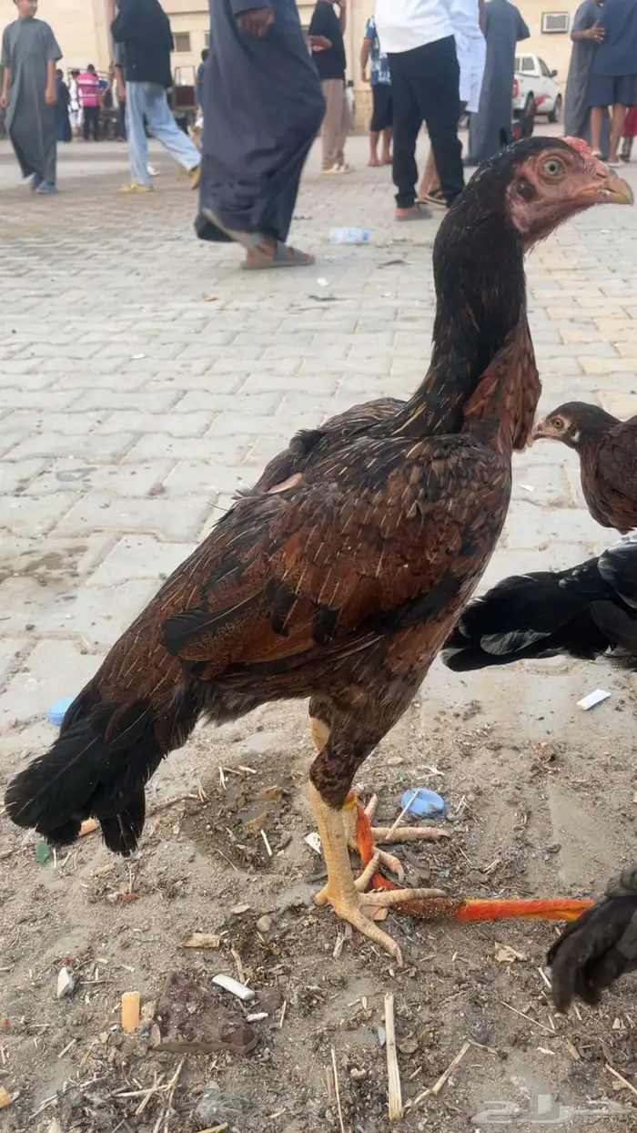 دجاجه سنديه 0