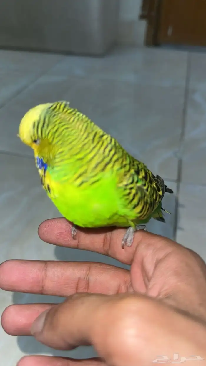 جوز بادجي اذكر انجليزي كبير اليف 0