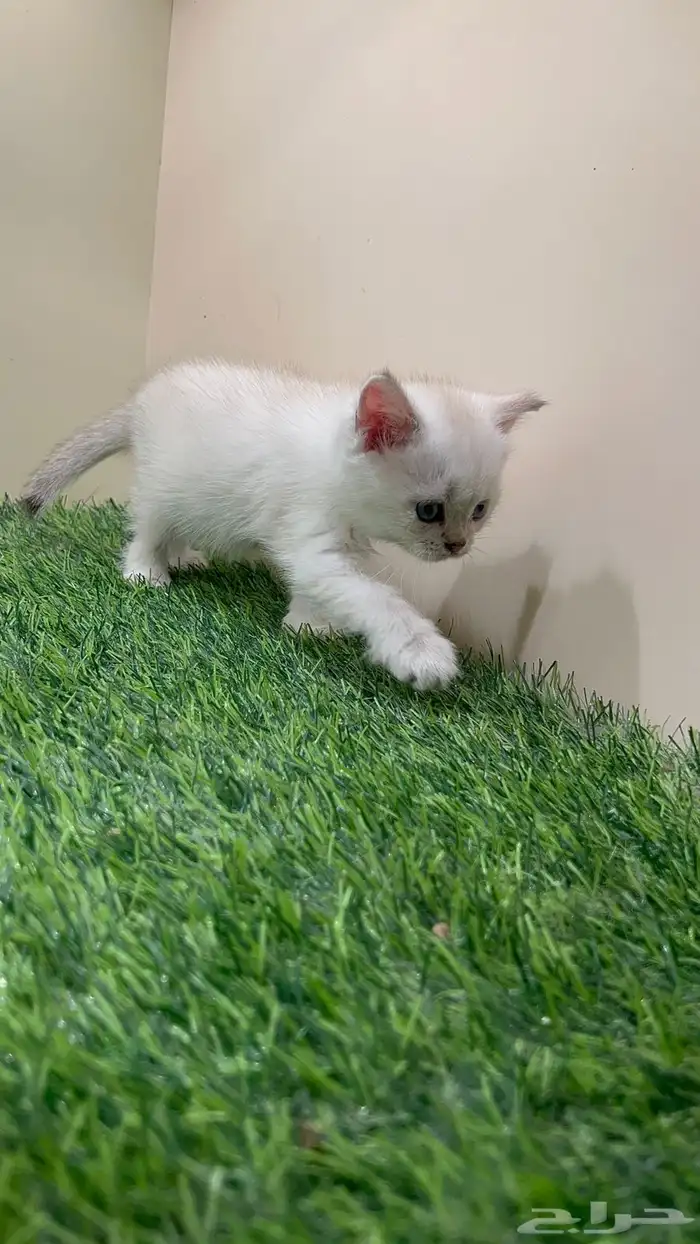 سكوتش للبيع بسعر مناسب الرياض 3