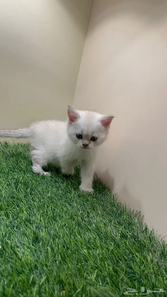 سكوتش للبيع بسعر مناسب الرياض 4