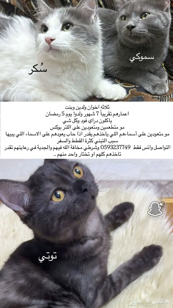 قطط لتبني 0
