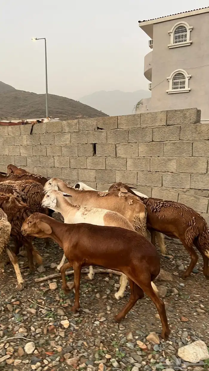 ضان سواكن 2