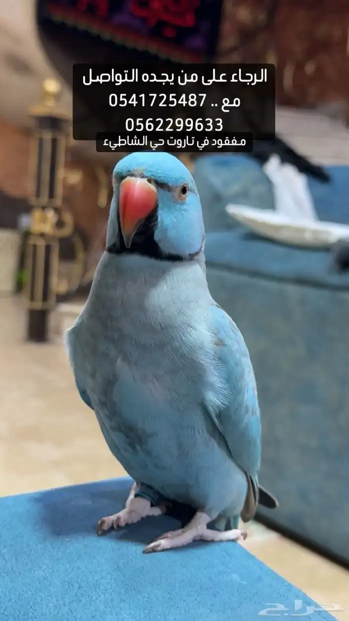 دره مفقوده في تاروت 0