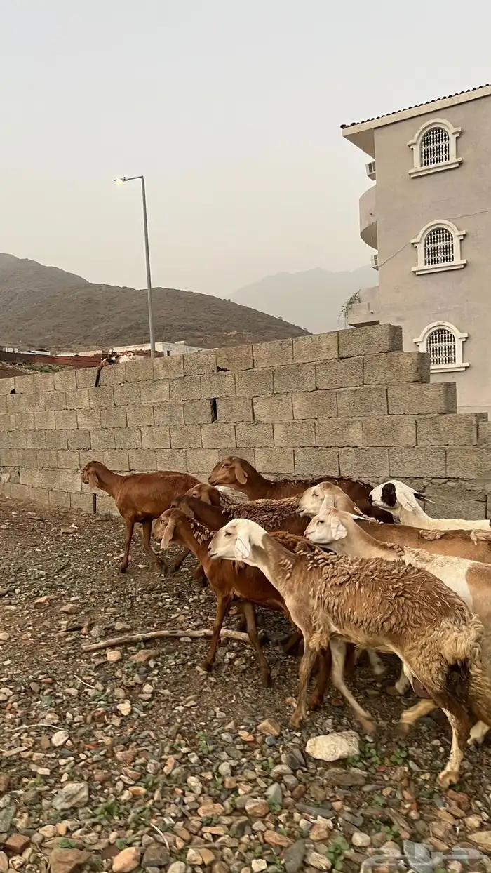 ضان سواكن 3