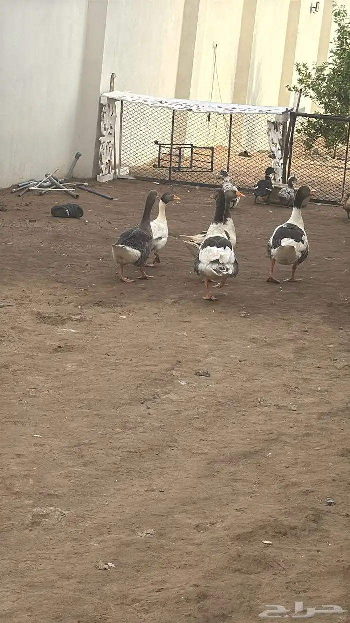 وز  بط للبيع على السوم 3