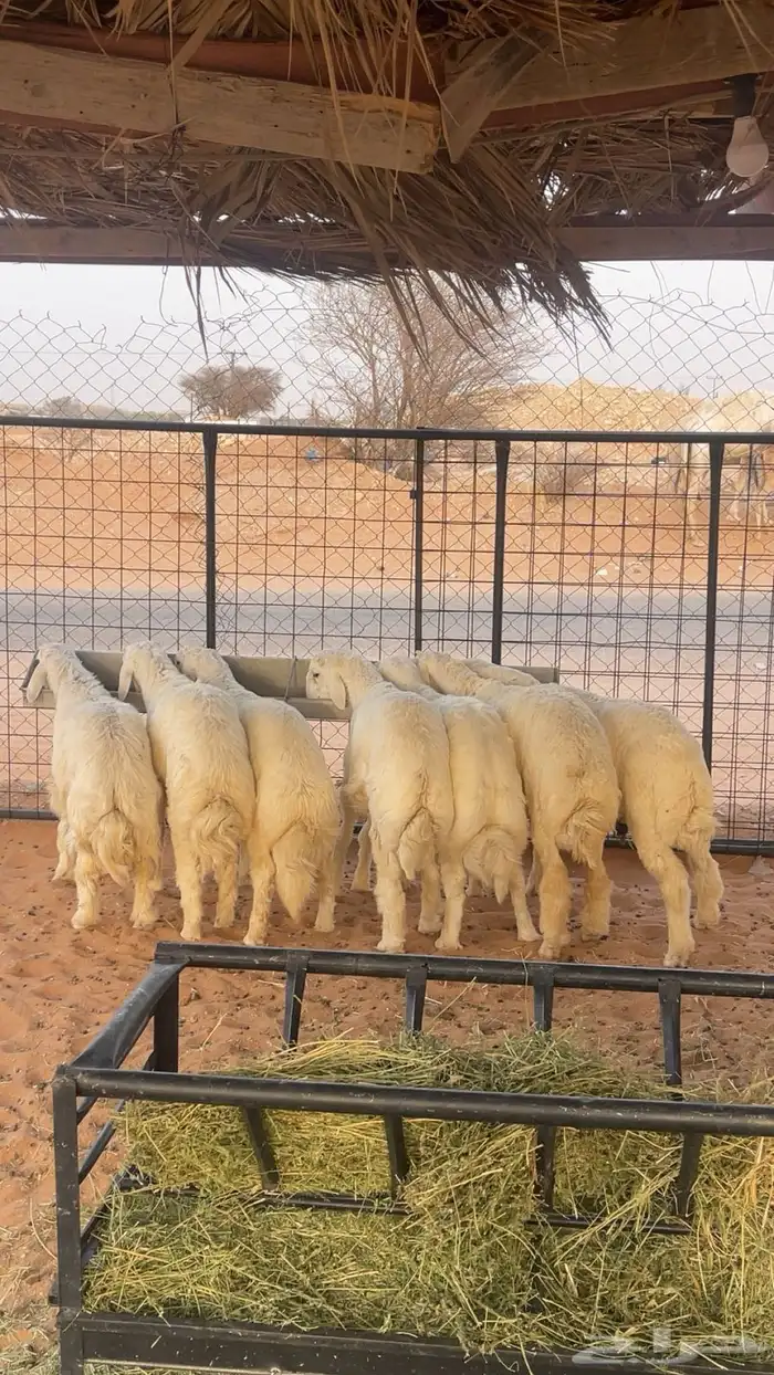 طليان حري للبيع - يوجد خدمة التقسيط 2