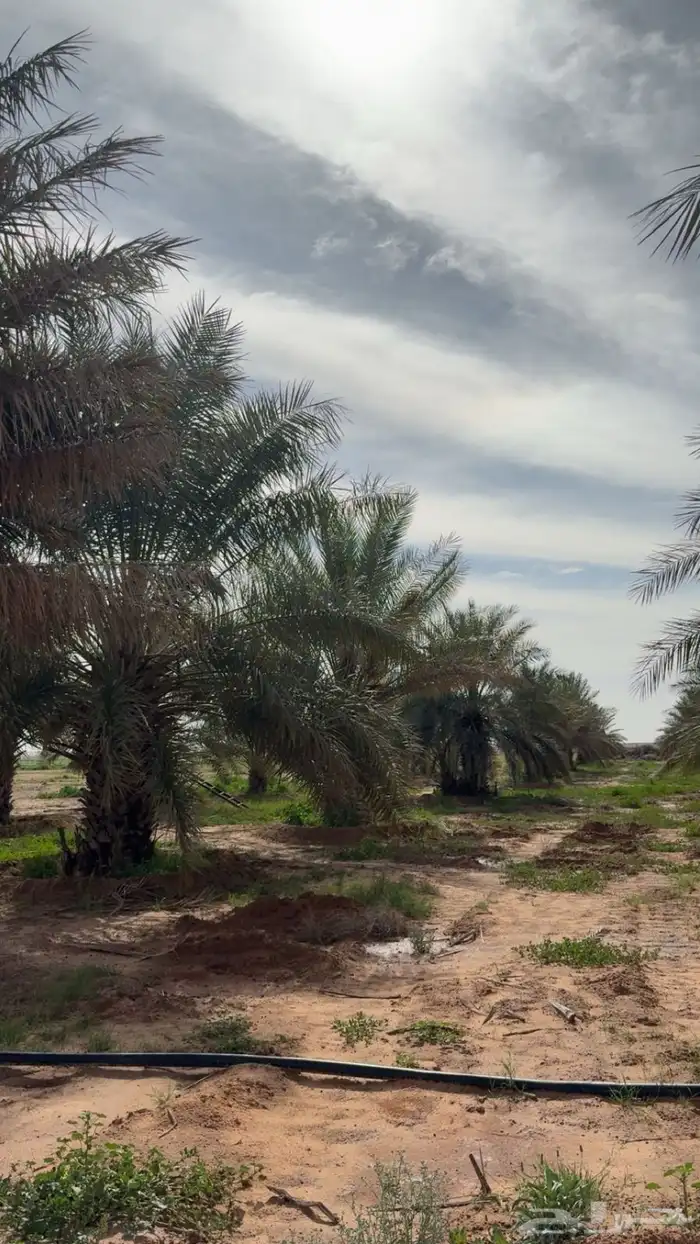 مزرعة للبيع الخرماء الشمالية بالمذنب 3