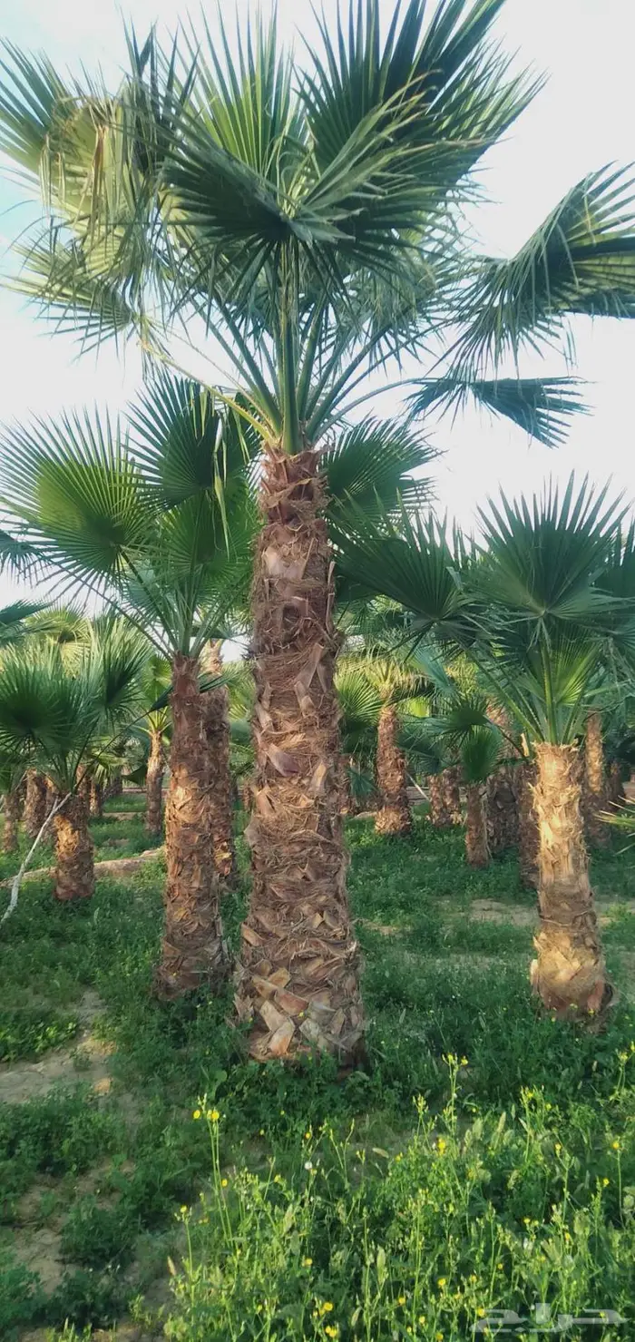 نخل واشنطني زينه 5