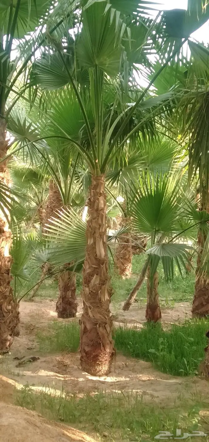 نخل واشنطني زينه 4