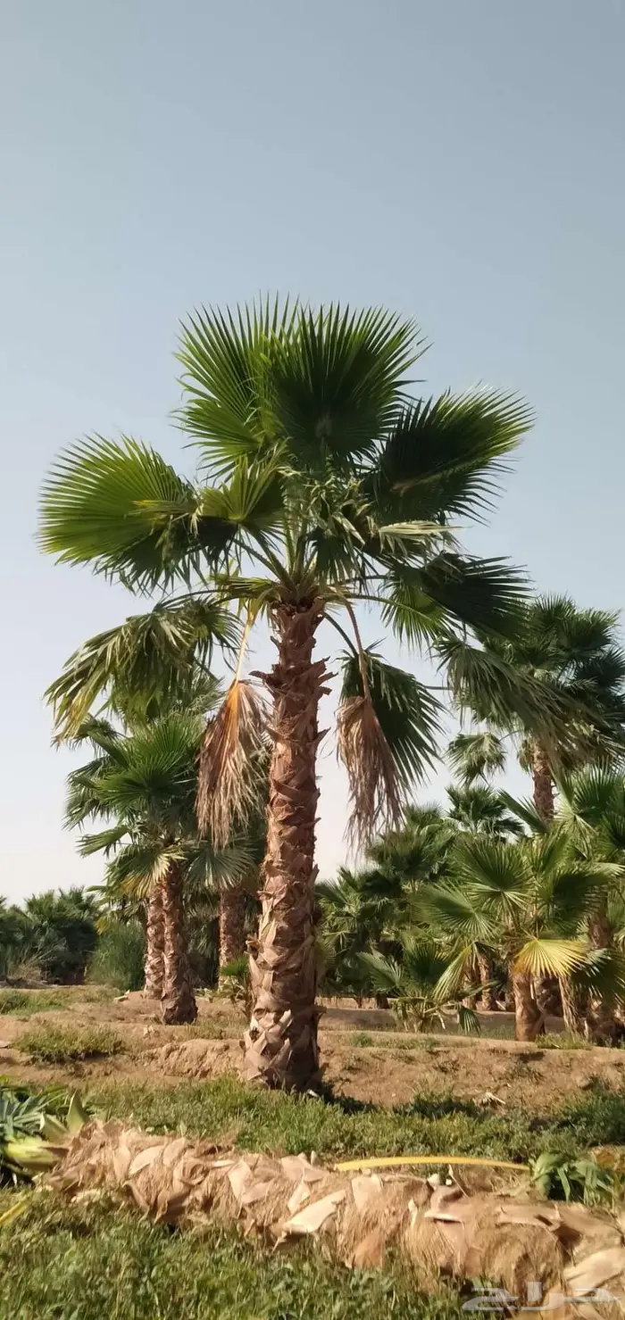 نخل واشنطني زينه 3