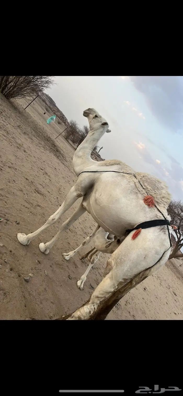 ناقه وضحا رمانيه تحتها بكره 2