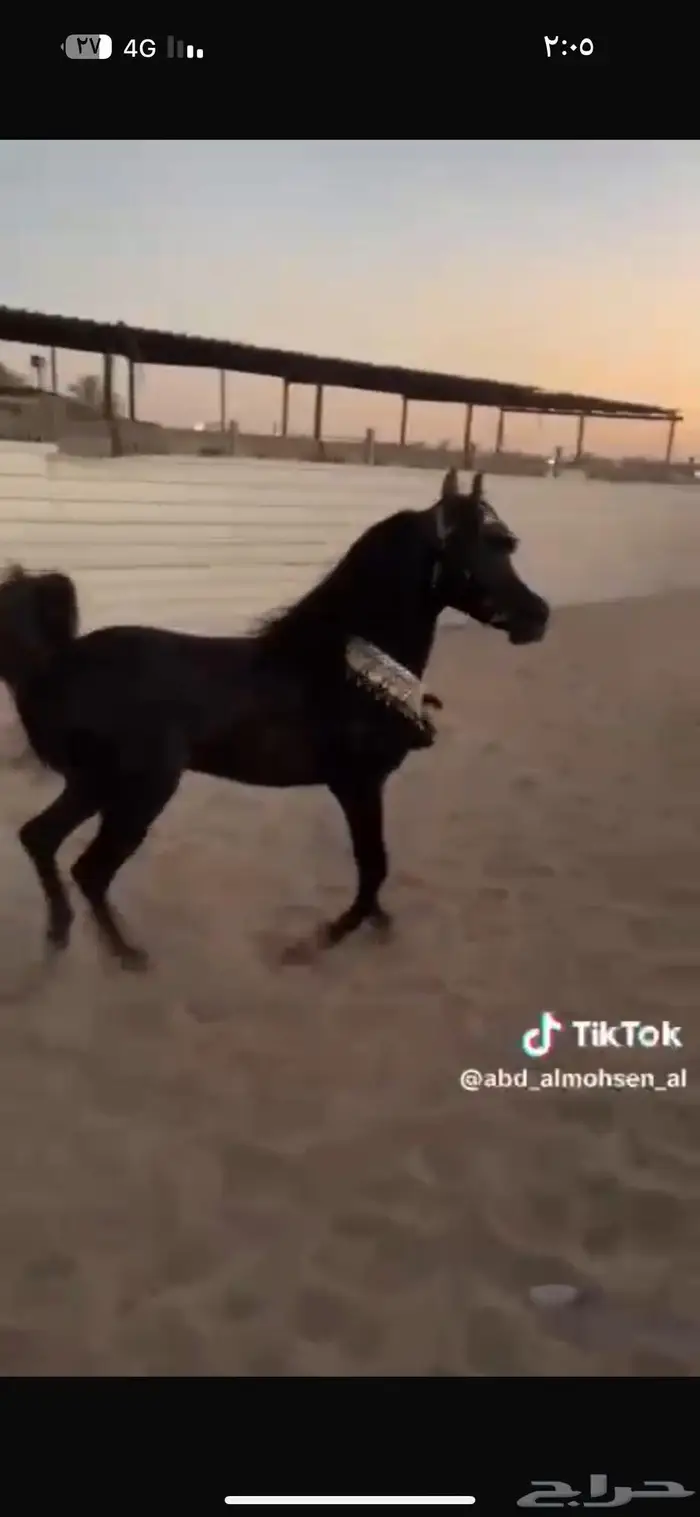 مهرة سودا دهما شعبيه للبيع 0