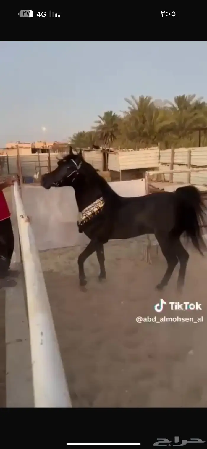 مهرة سودا دهما شعبيه للبيع 1