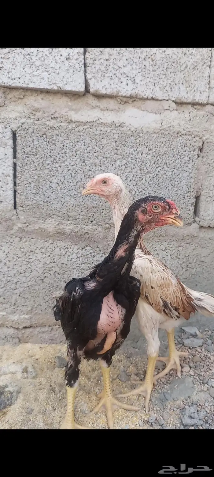 فروخ شامو ألماني دم هزاز 3
