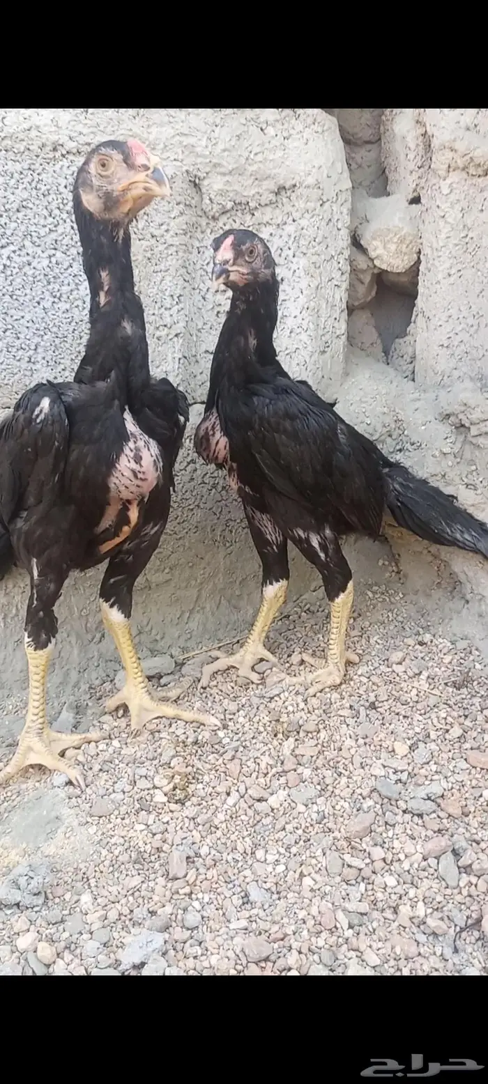 فروخ شامو ألماني دم هزاز 6