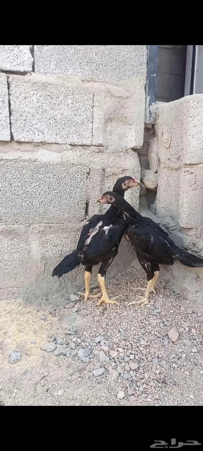 فروخ شامو ألماني دم هزاز 9