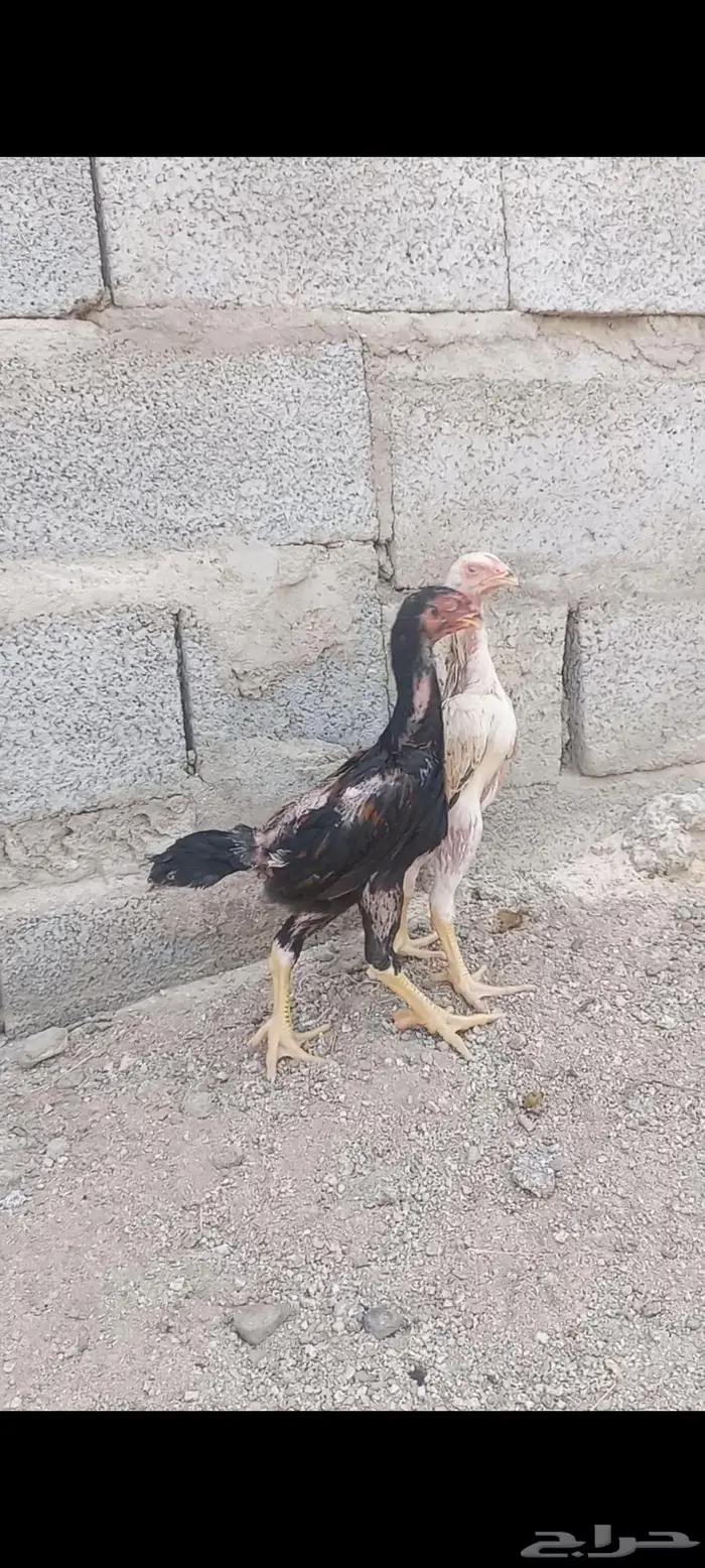 فروخ شامو ألماني دم هزاز 4