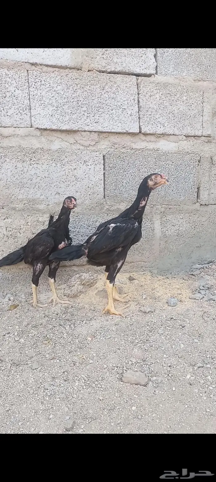 فروخ شامو ألماني دم هزاز 7