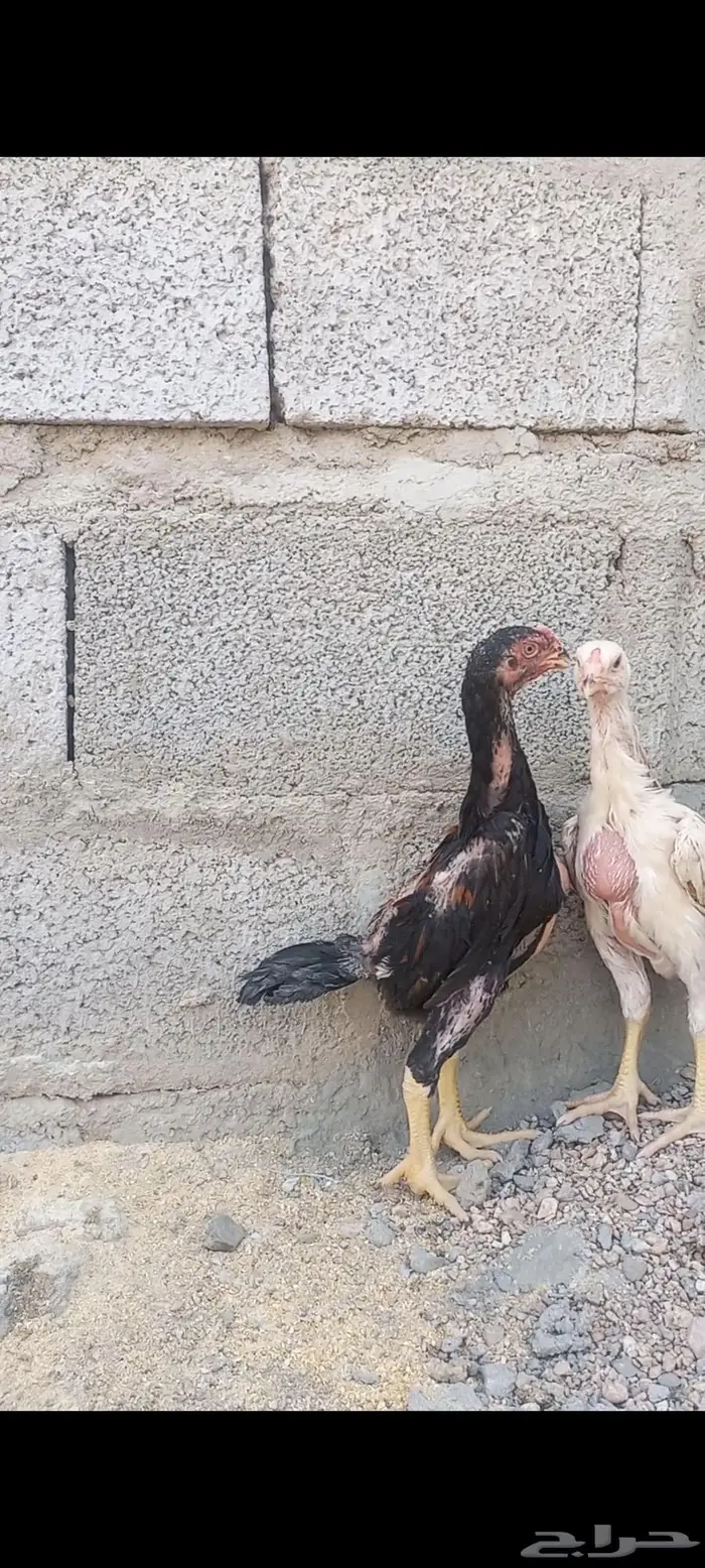 فروخ شامو ألماني دم هزاز 0