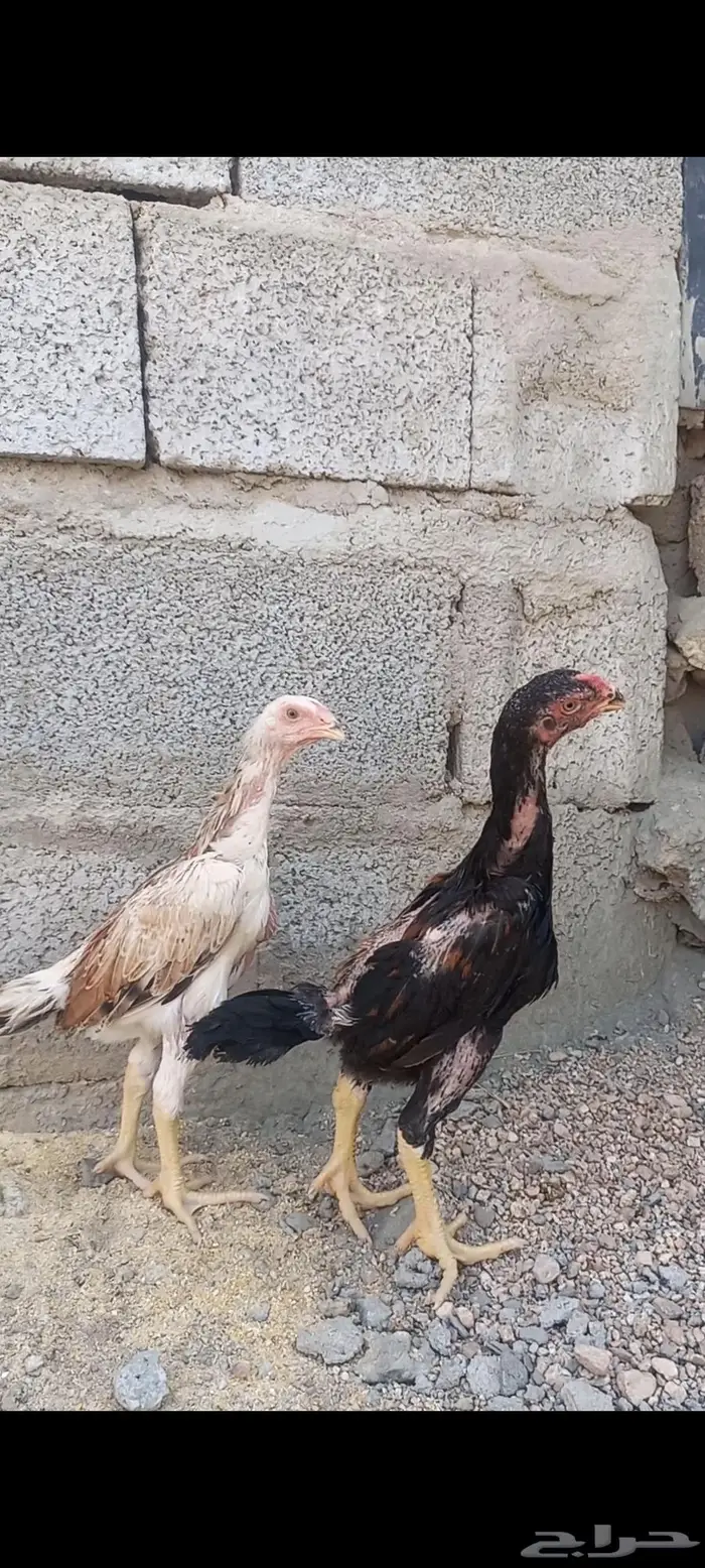 فروخ شامو ألماني دم هزاز 2