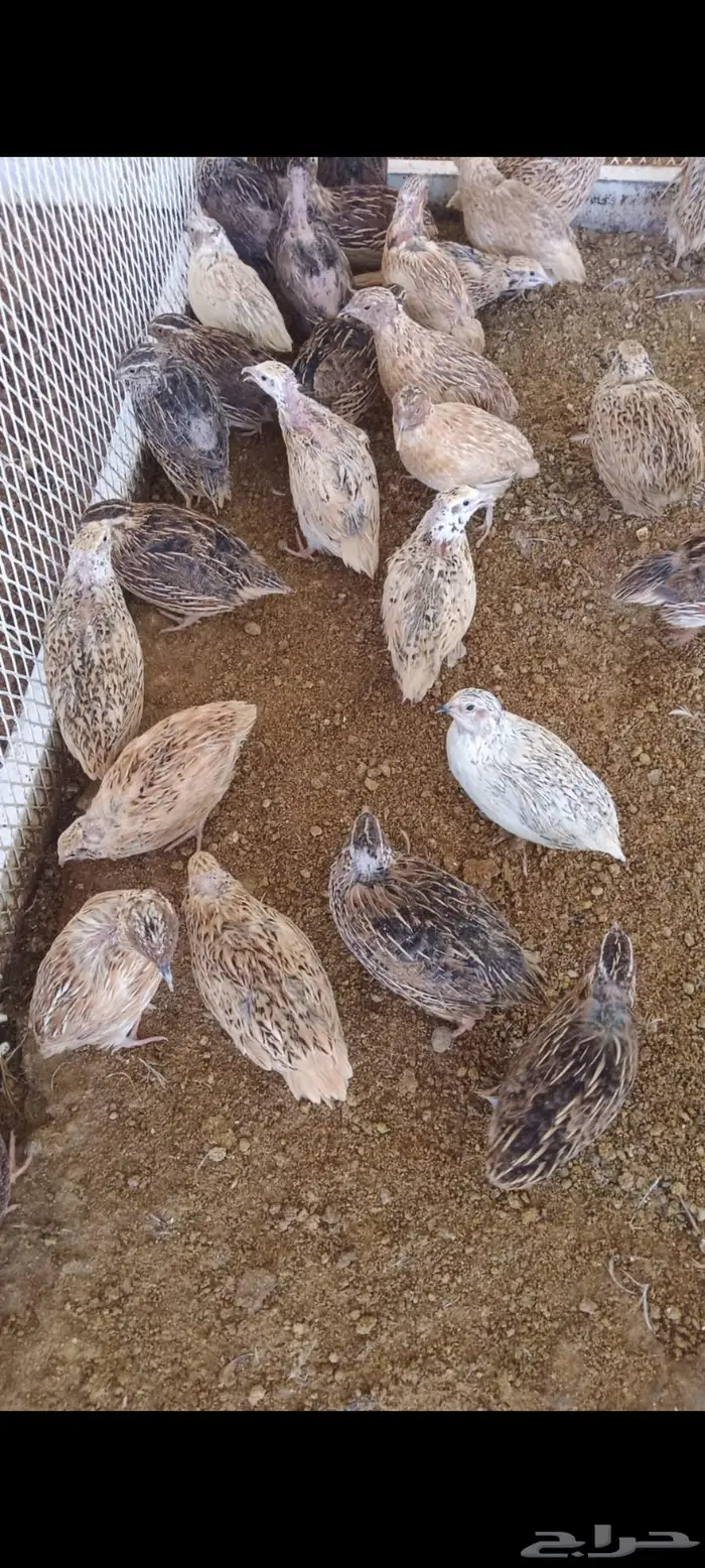 سمان فري لاحم ومنتج 1
