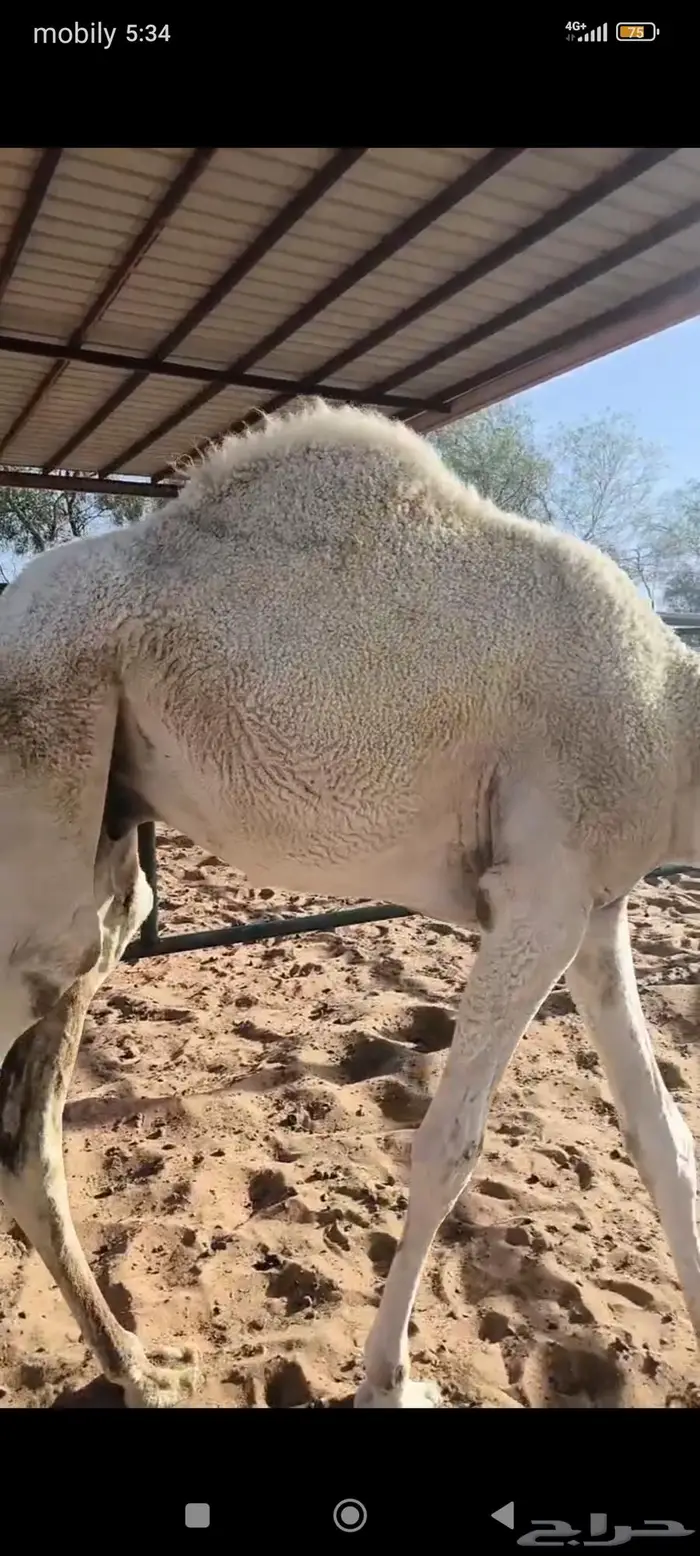 حاشي مفرود طايش 0