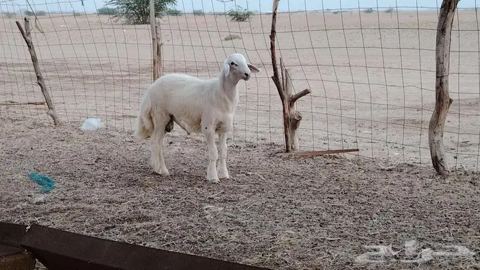 مشروع ابرص 1