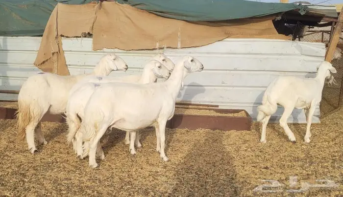 ضان دفيع للبيع 1