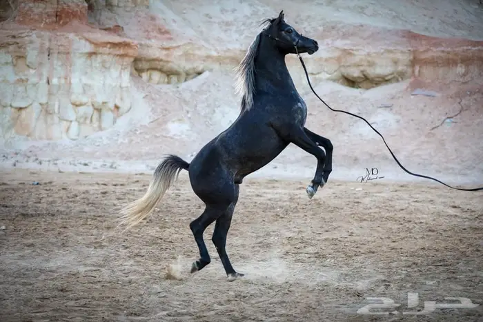 حصان واهو للبيع 2