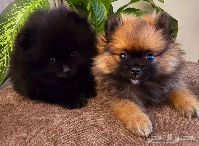 Pomeranian  mini toy poodle  shitzu  yorki  chiuaua 2