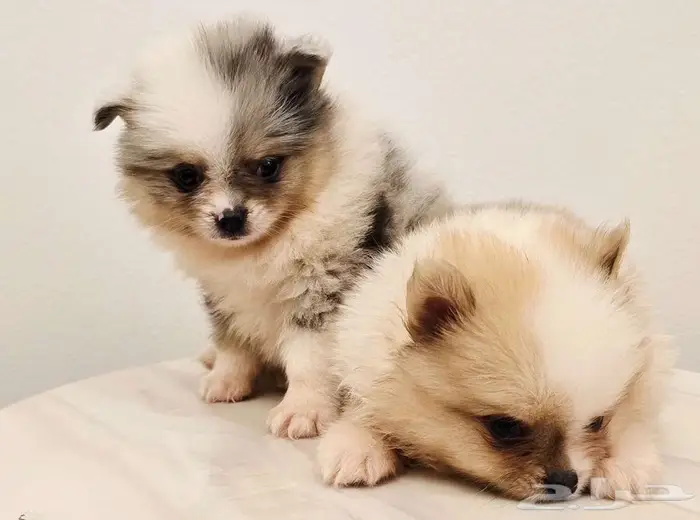 Pomeranian  mini toy poodle  shitzu  yorki  chiuaua 7