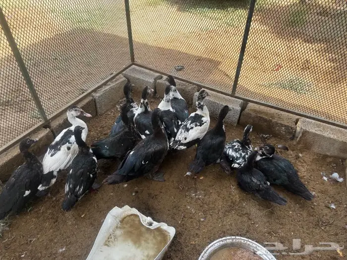 بط للبيع 2