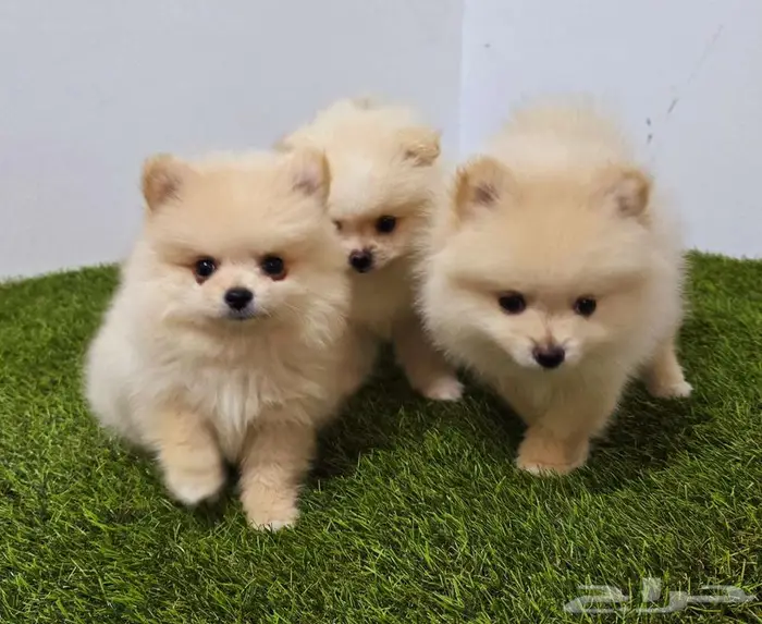 Pomeranian  mini toy poodle  shitzu  yorki  chiuaua 3
