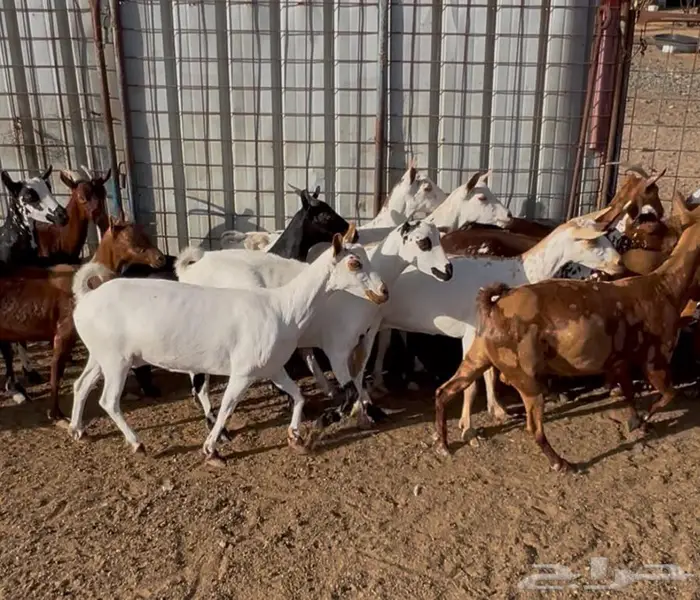 معزا صلاليات مستويات فاخره 7