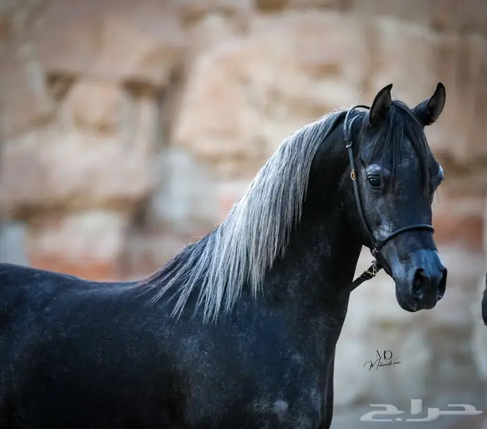 حصان واهو للبيع 0