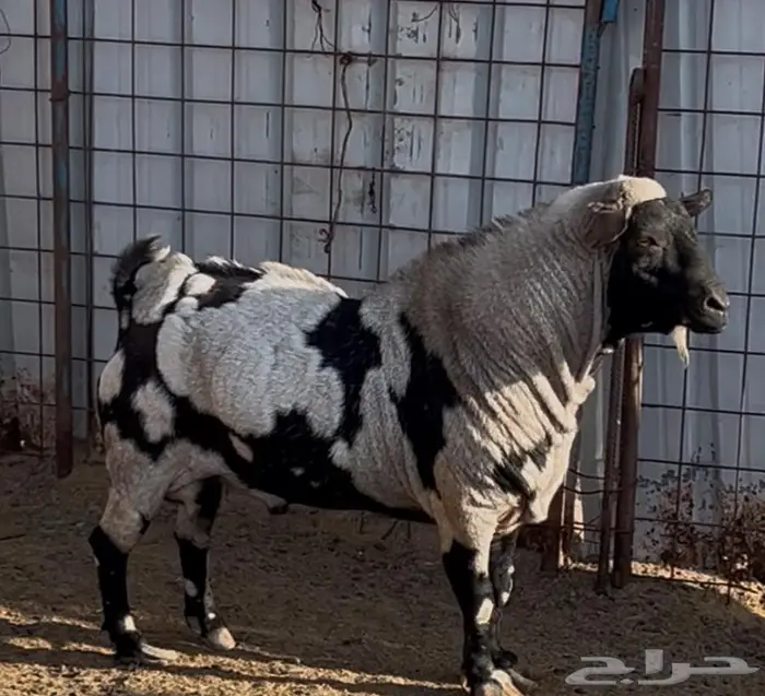 معزا صلاليات مستويات فاخره 2
