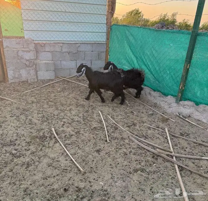 جفرتين سمان طيبات 0
